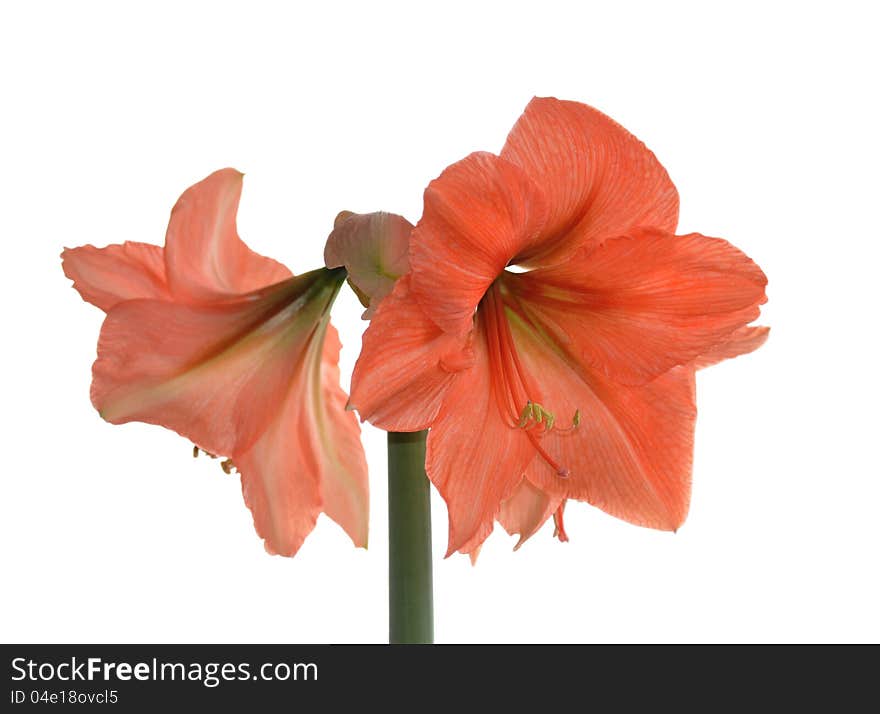 Flower Hippeastrum &x28; Amaryllis&x29