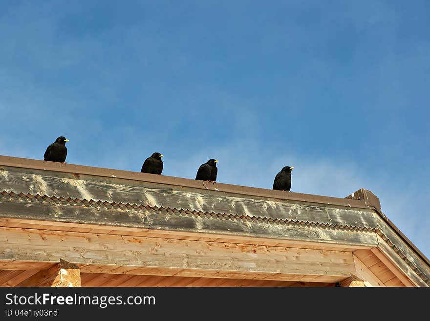 Large blackbirds