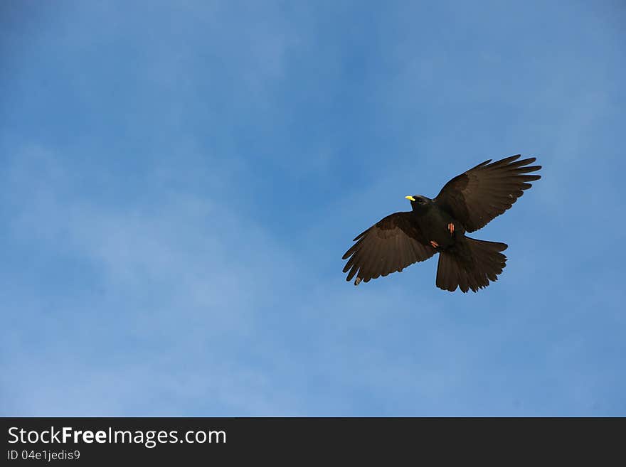 Flying Large Blackbird