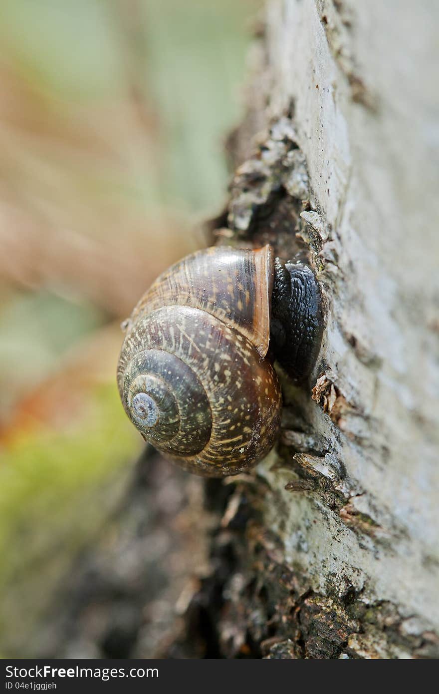 Snail attached to a stump of a tree. Snail attached to a stump of a tree.