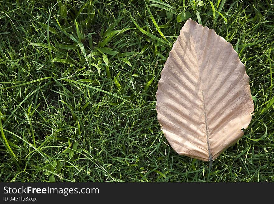 Brown Leaf On Grass