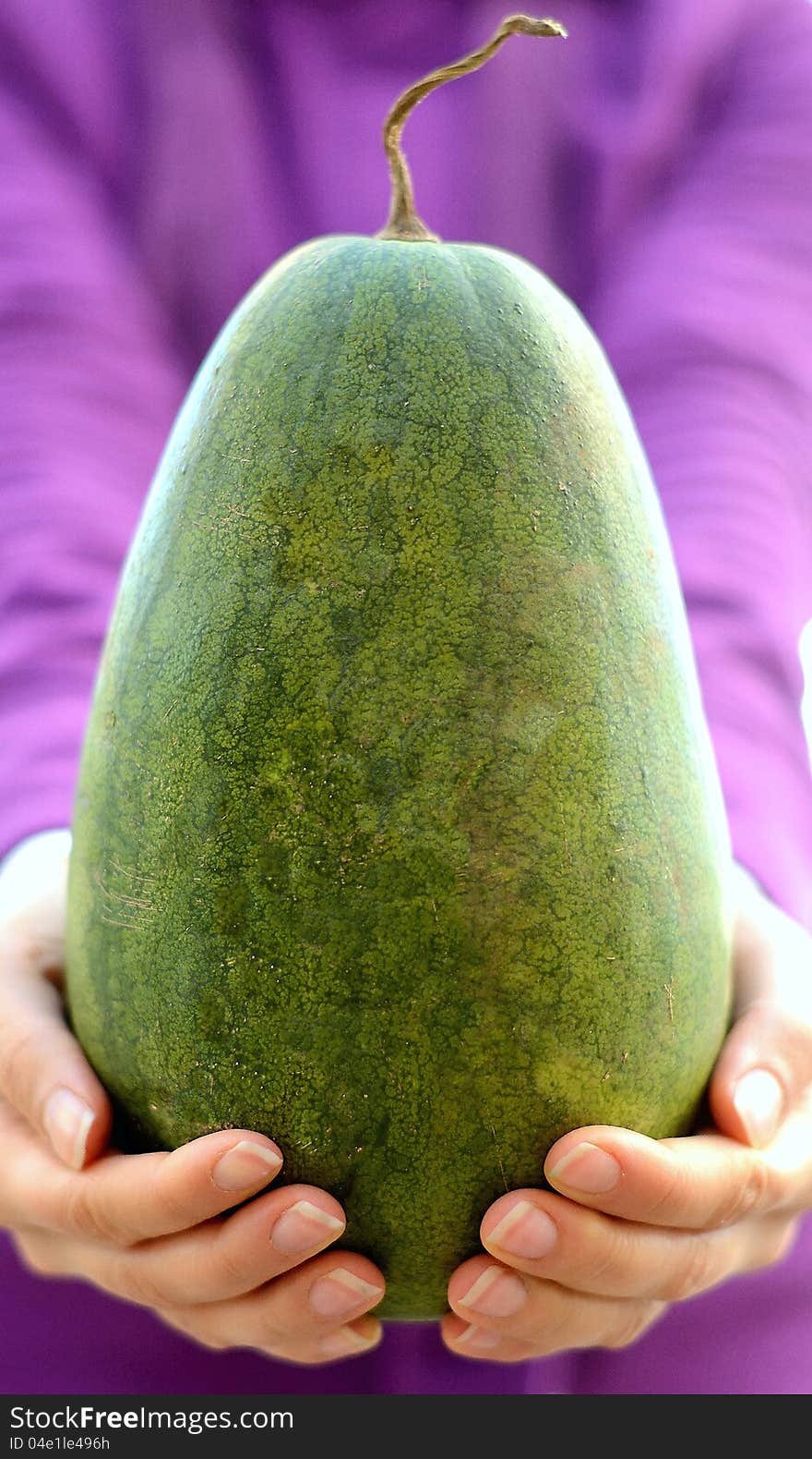 Organic watermelon on the hands of a woman