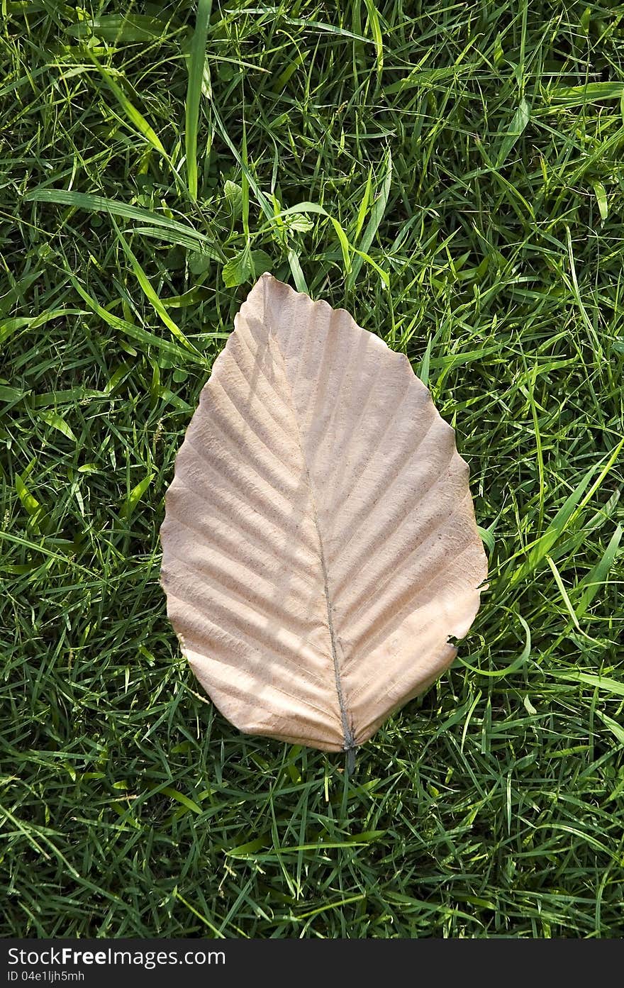 Dried leaf on green grass. Dried leaf on green grass