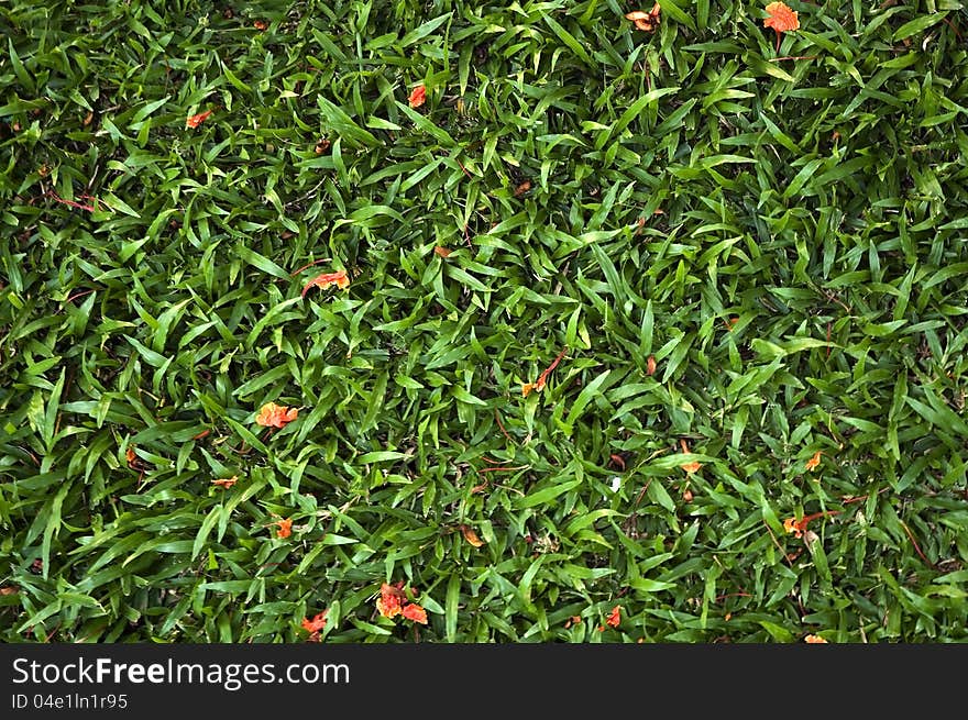 Red flowers fallen on green grass. Red flowers fallen on green grass