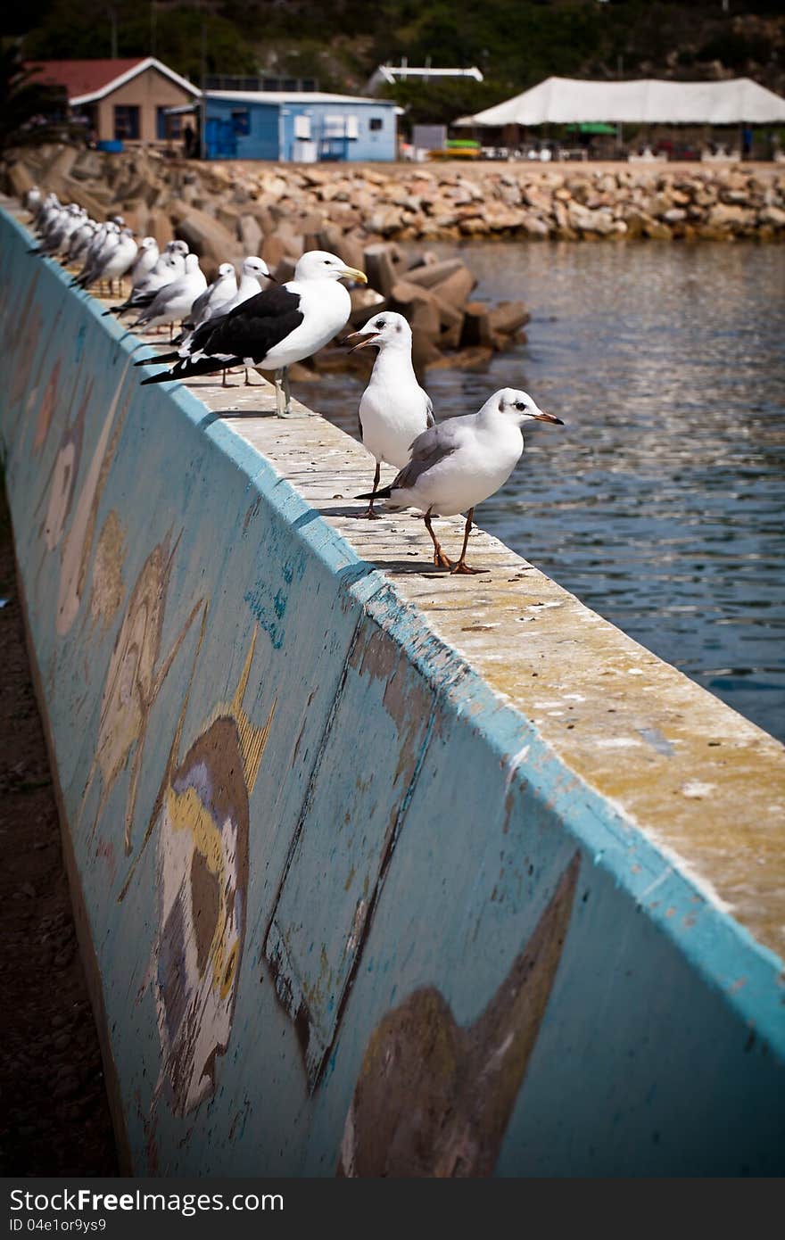 Sitting on a wall, the seagulls wait for pray. Sitting on a wall, the seagulls wait for pray