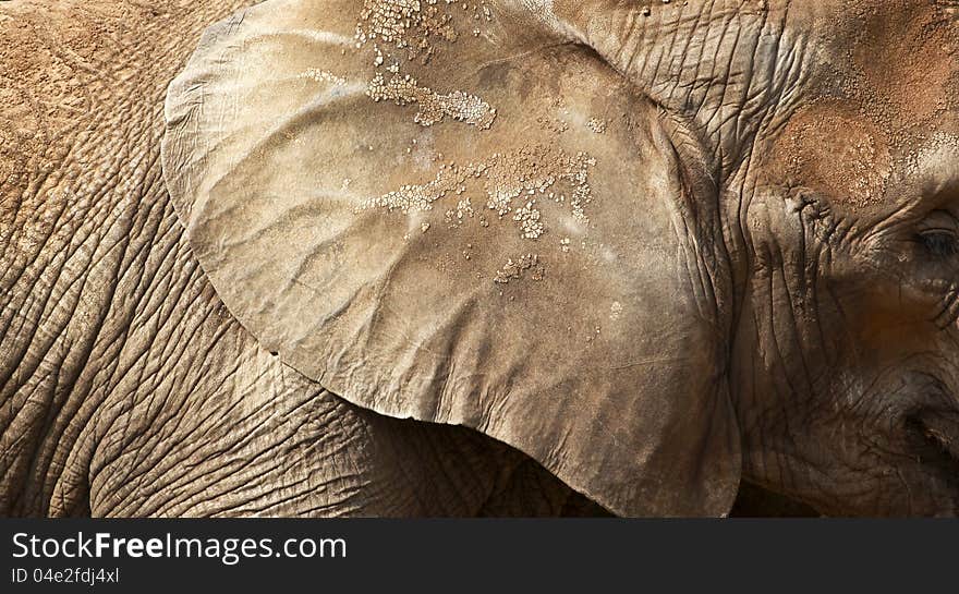 Close up photo taken from an elephants skin and ear. Close up photo taken from an elephants skin and ear