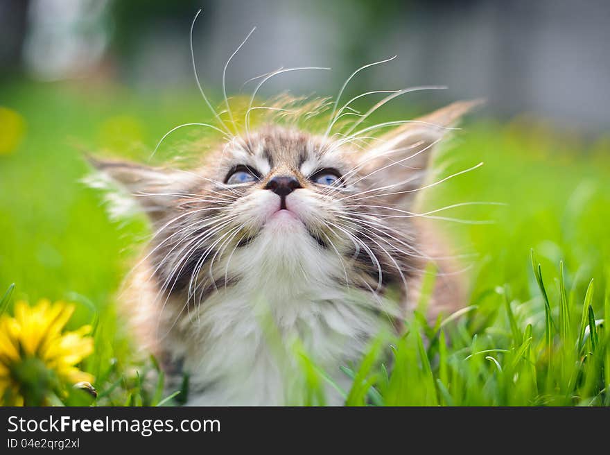 Little cat - Maine Coon