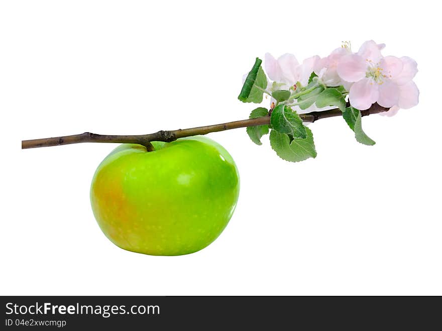 Green apple on branch with blossom flower isolated on white background