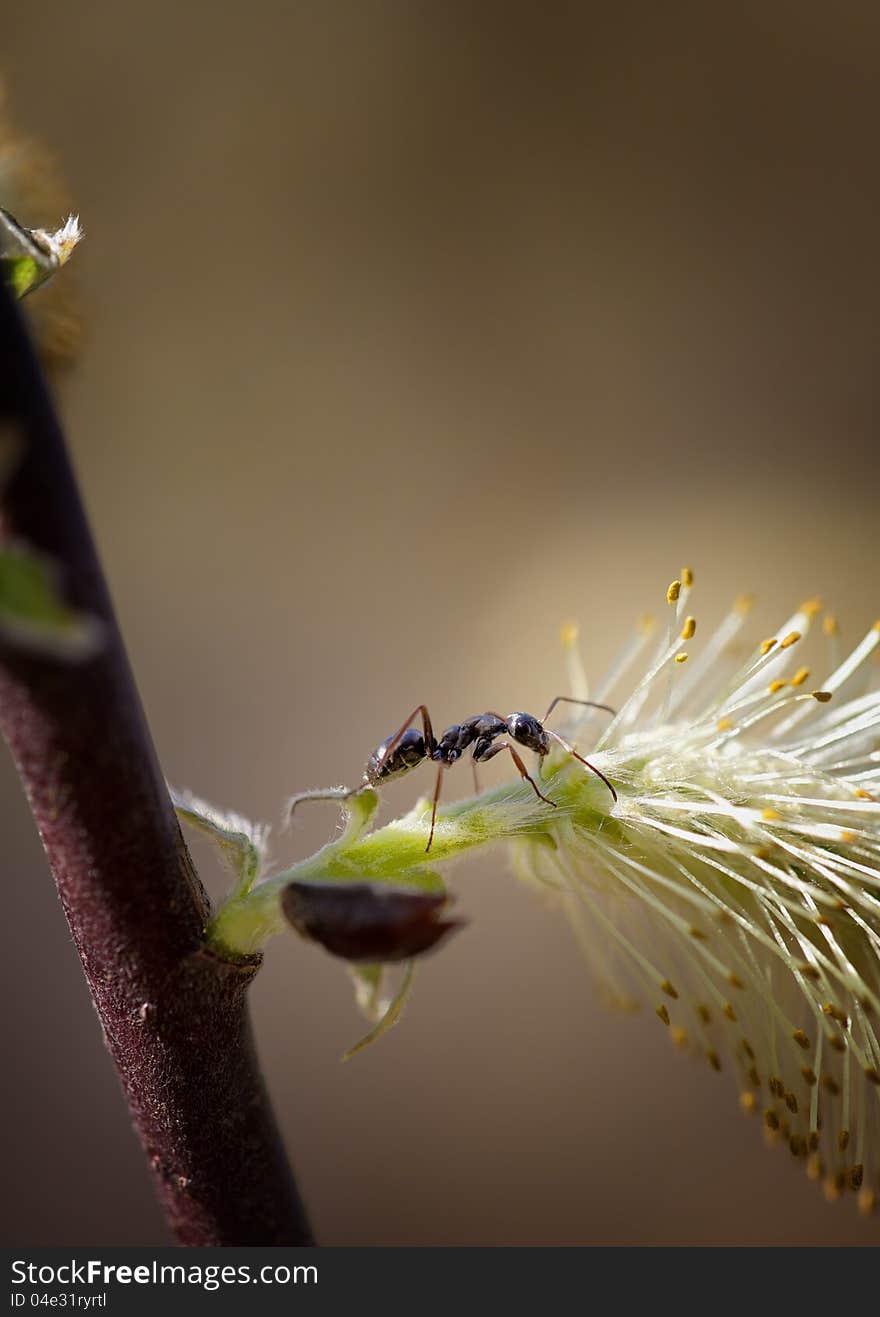 Ant Walks on Pussy Willow