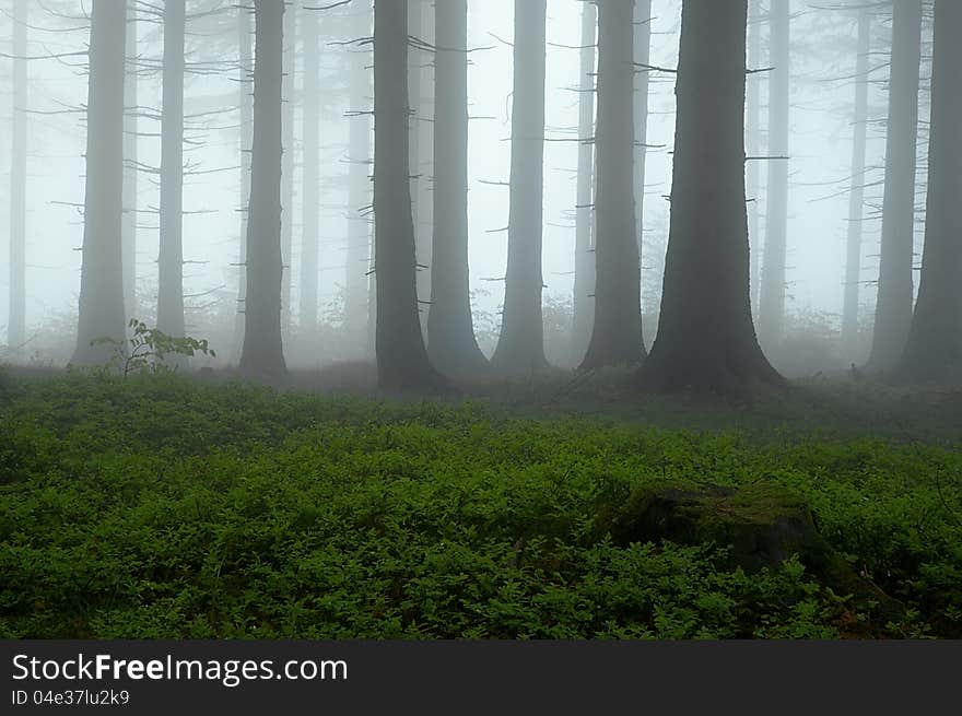 Pine - wood with fog in backcloth. Pine - wood with fog in backcloth.