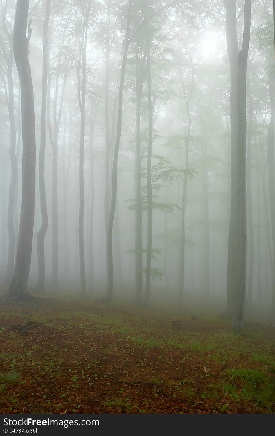 Beechwood with fog in backcloth