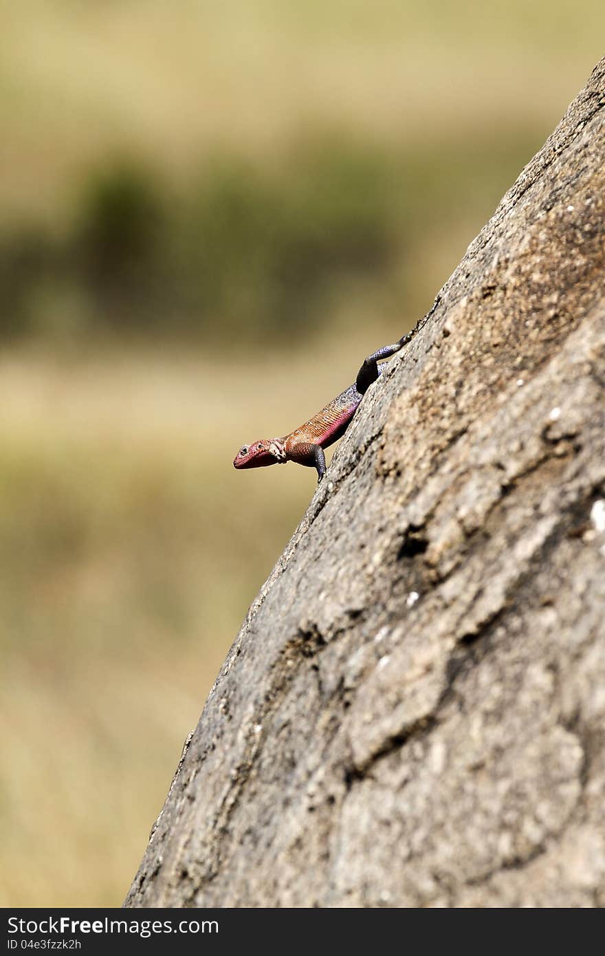 Red-headed Rock Agama Lizard