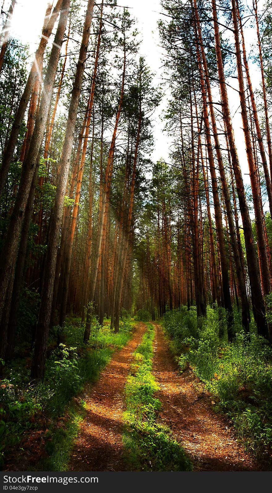 Early morning in the deep forest,