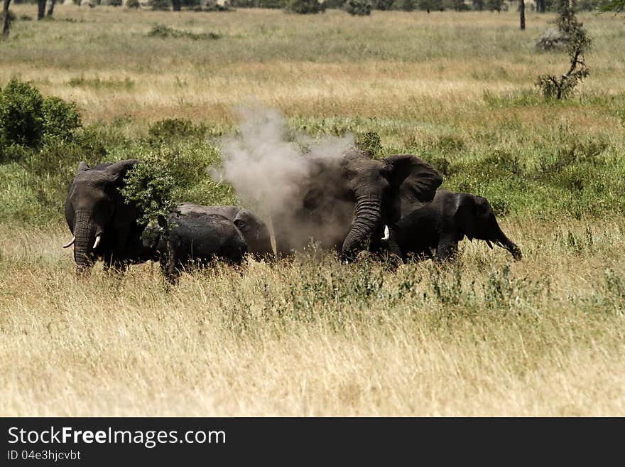 Dust batheing Elephants