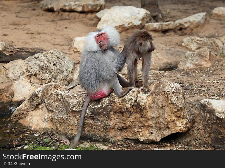 A hamadryas baboon sitting on a rock with baby. A hamadryas baboon sitting on a rock with baby