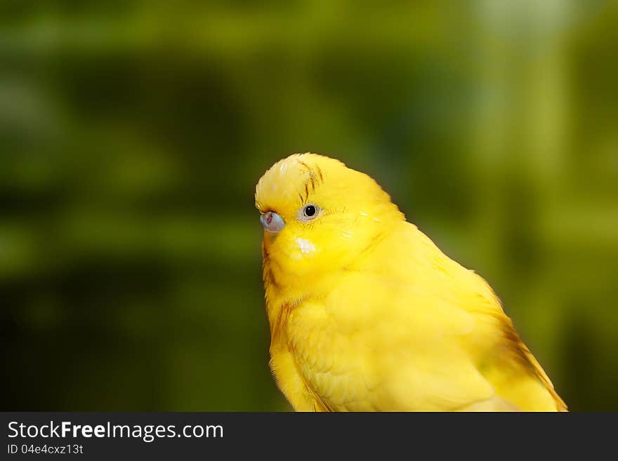 Cute yellow lovebird closeup with dark black eyes and green blurred background