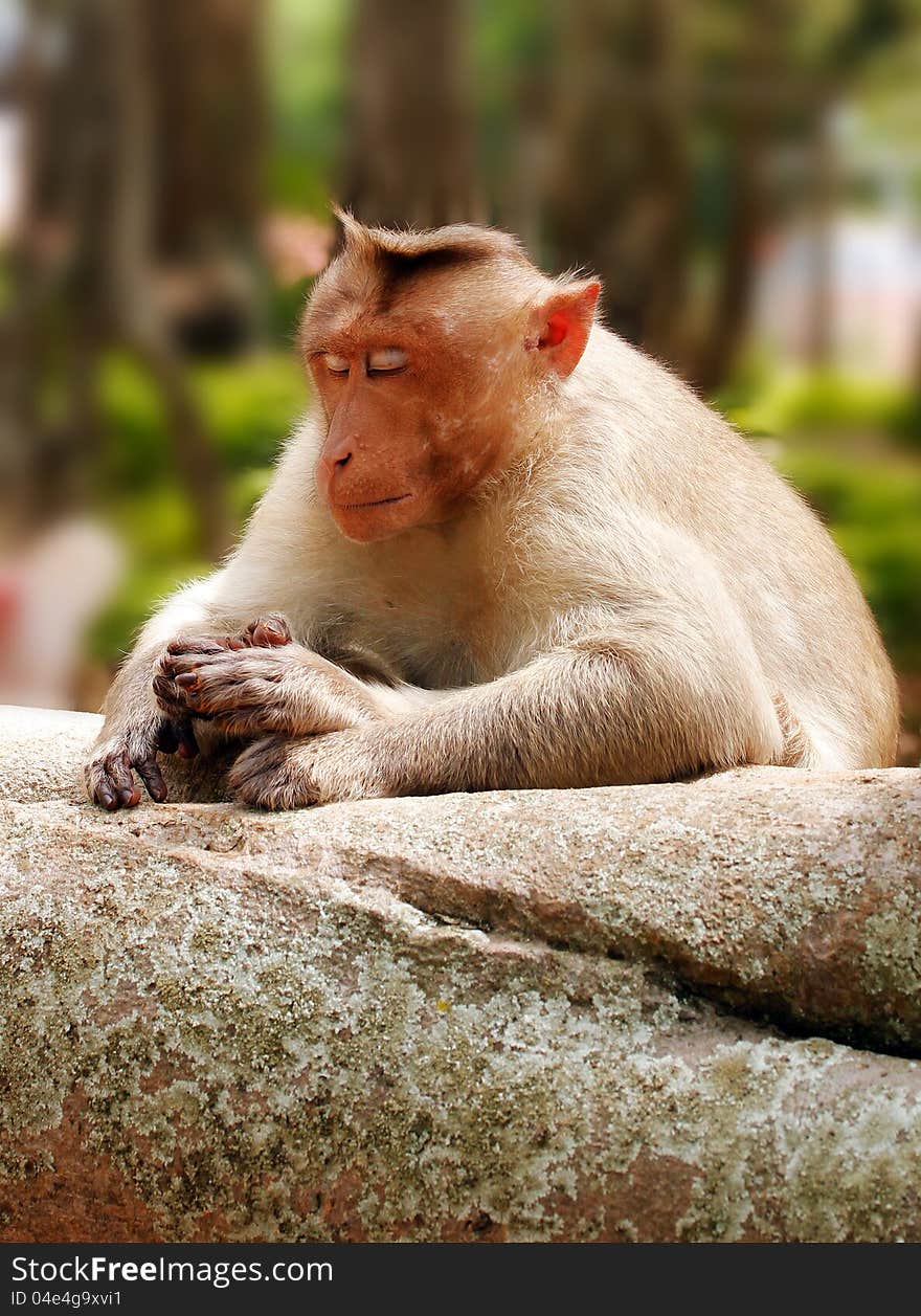 Indian macaque monkey in forest with eyes closed