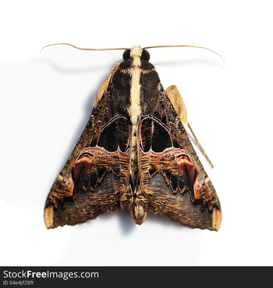 Hairy moth with large wings and serrated antennae