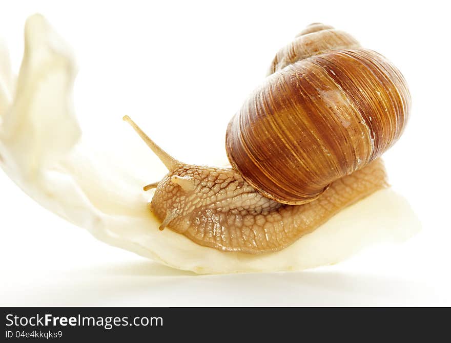 Snail on cabbage leaves on a white background close-up. Snail on cabbage leaves on a white background close-up