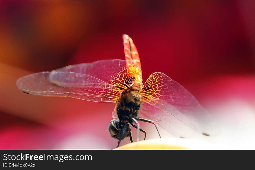 Pretty yellow winged dragonfly with red background