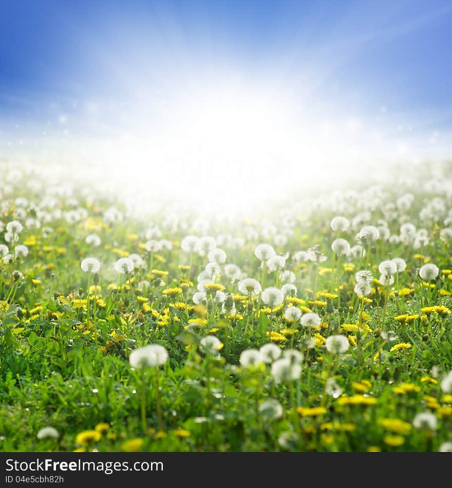 Beautiful eco background - field of blooming dandelions, green grass, bright sun, blue sky