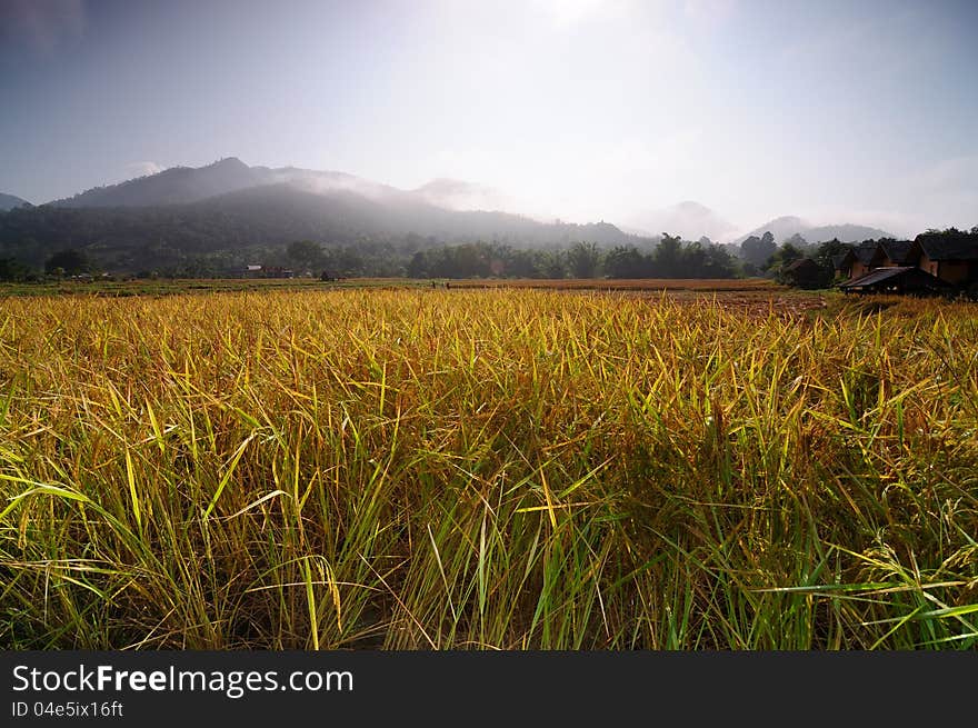 The rice field in thailand