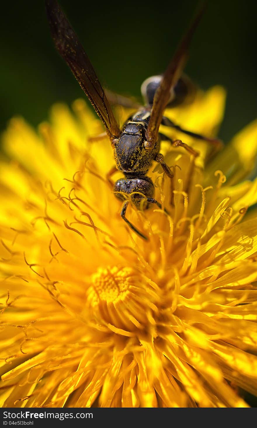 Wasp Macro Eye Detail