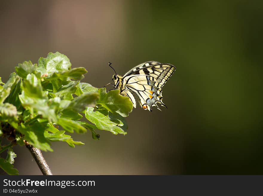 Beautiful swallowtail butterfly