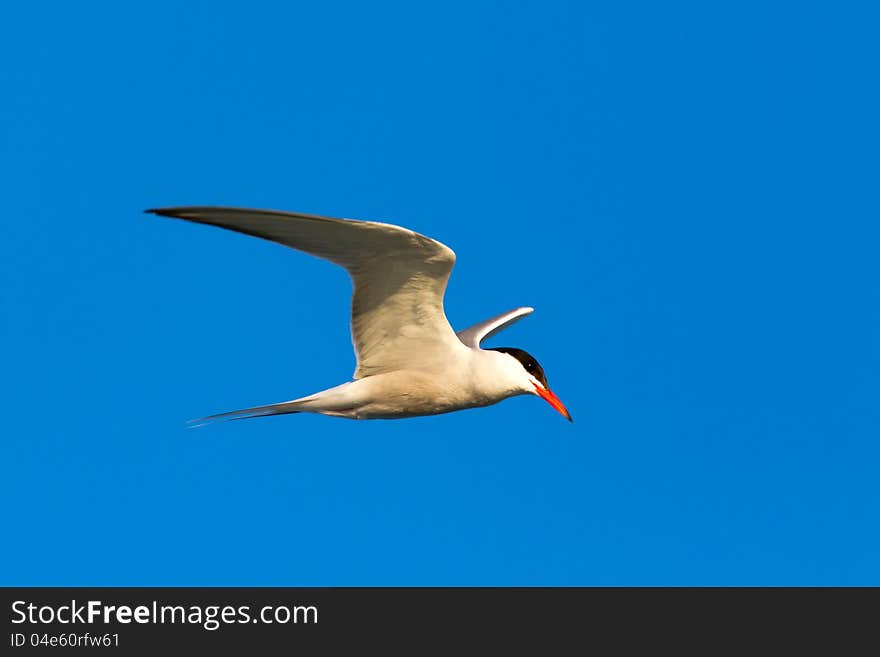 Common Tern