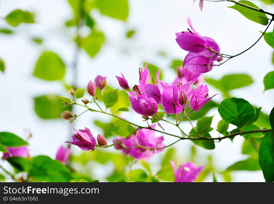 A piece of Bougainvillea flower