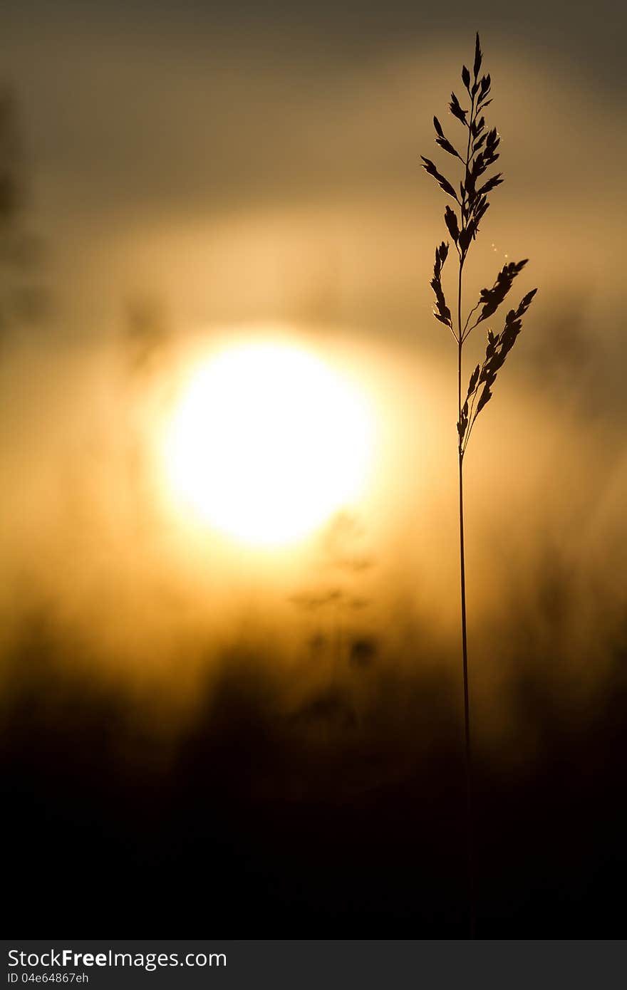 Grass landscape in the wonderful sunset light