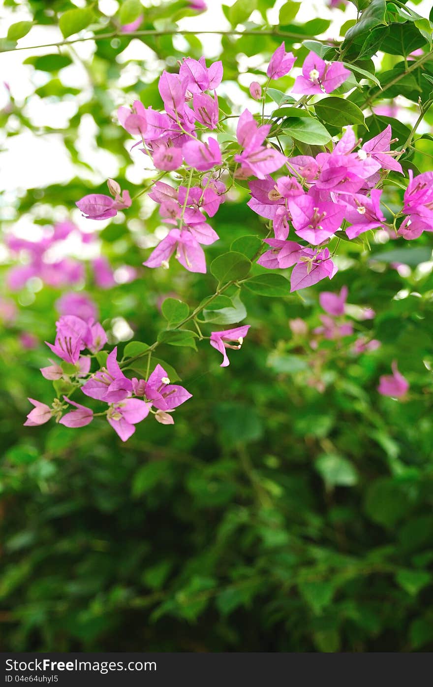 A piece of Bougainvillea