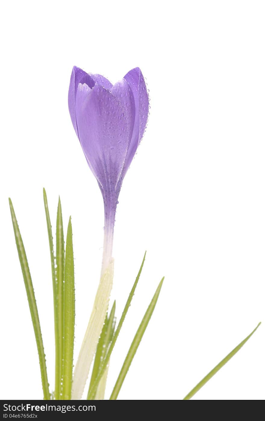 Purple beautiful spring flower of crocus isolated over white background. Purple beautiful spring flower of crocus isolated over white background