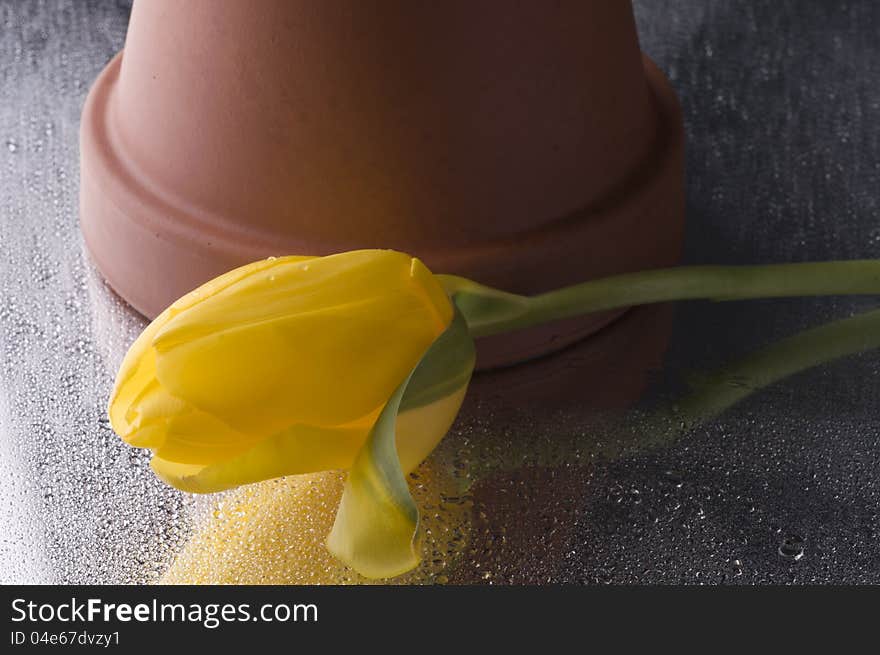 Spring  yellow tulip  blossom on grey  background