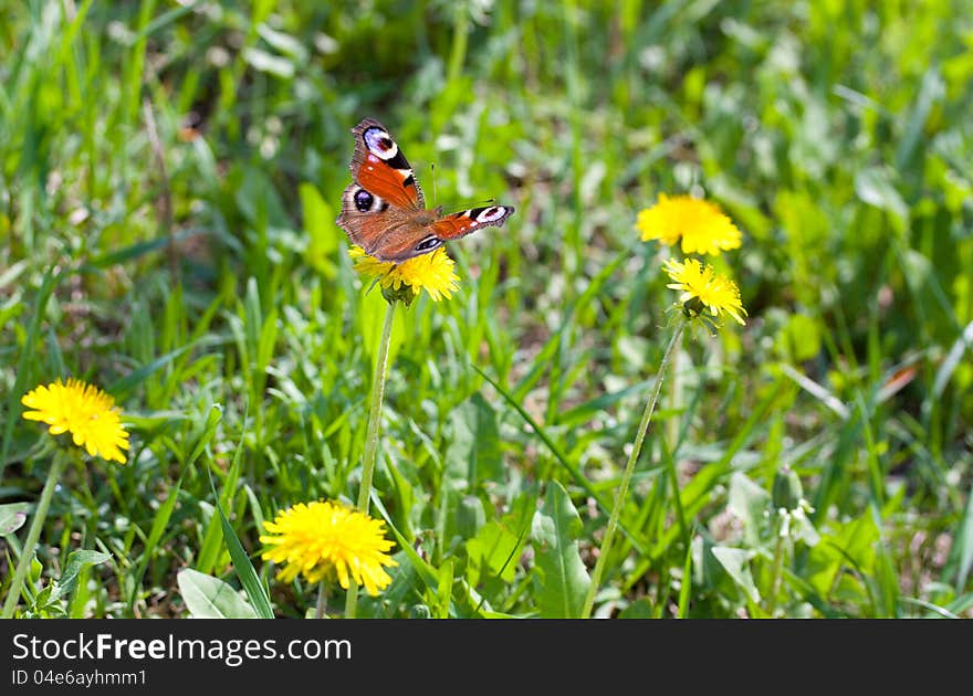 Butterfly peacock eye on the dandelion