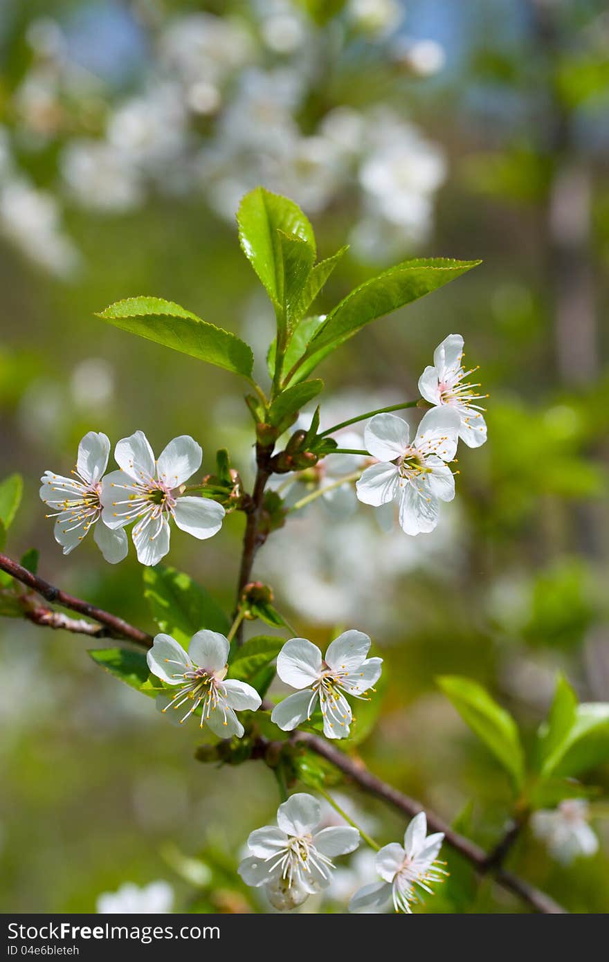 Branch With White Blossoms