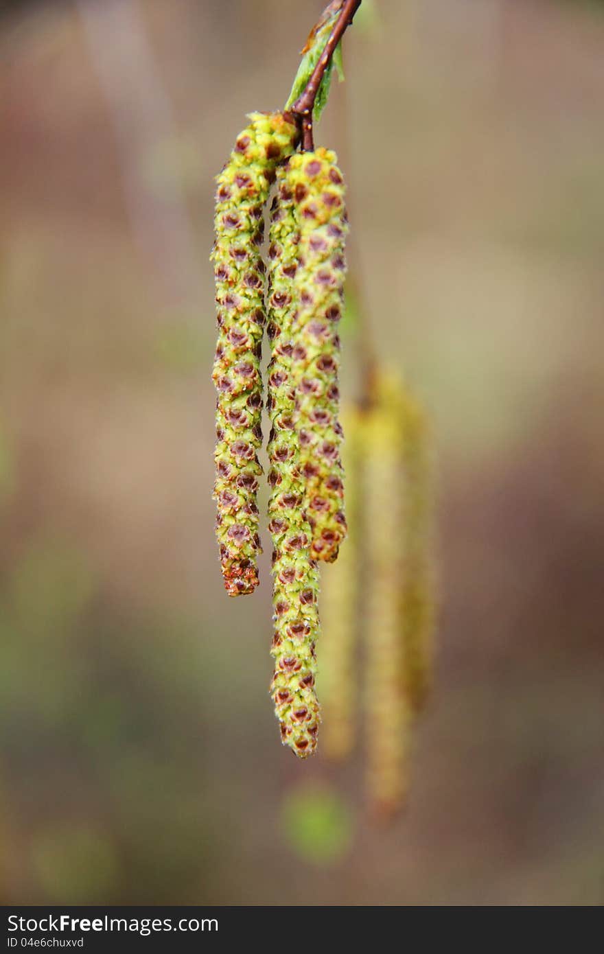 Birch flowers. Spring.