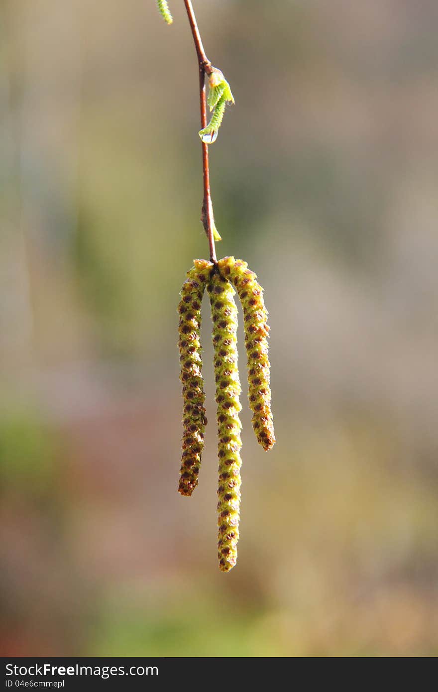 Birch Flowers. Spring.