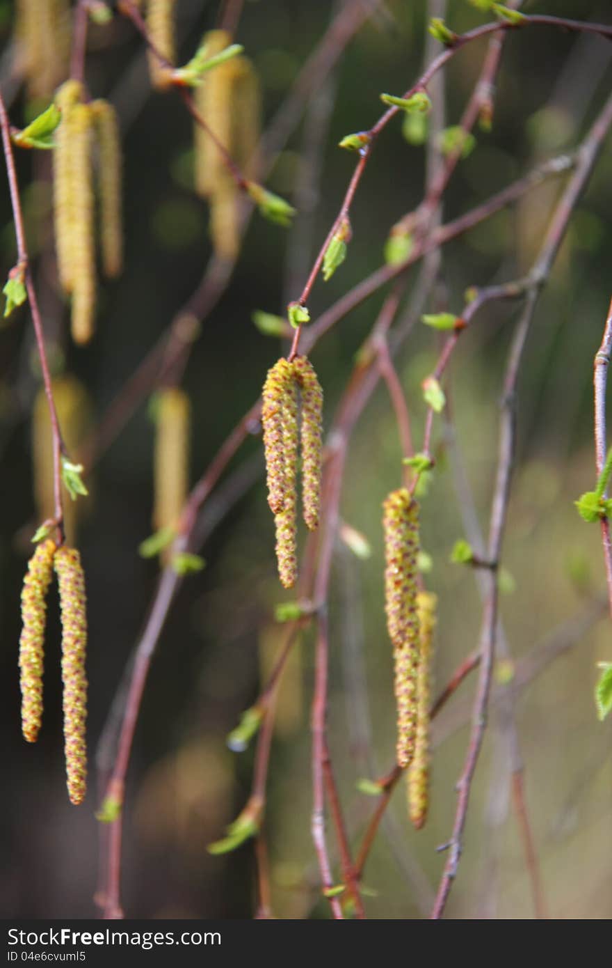 Birch flowers. Spring.