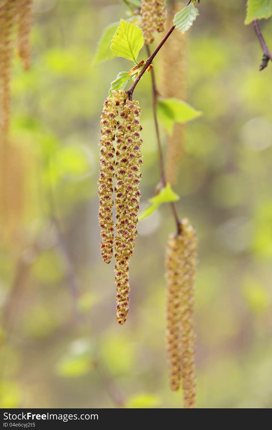 Birch flowers. Spring.