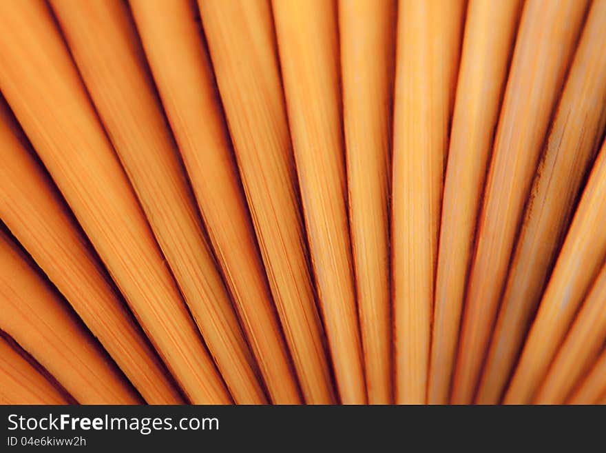 Close Up shot of wooden fan. Close Up shot of wooden fan