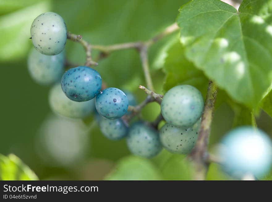 Porcelain berries