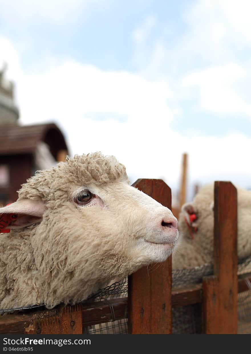 A Sheep is smiling in the cage. A Sheep is smiling in the cage