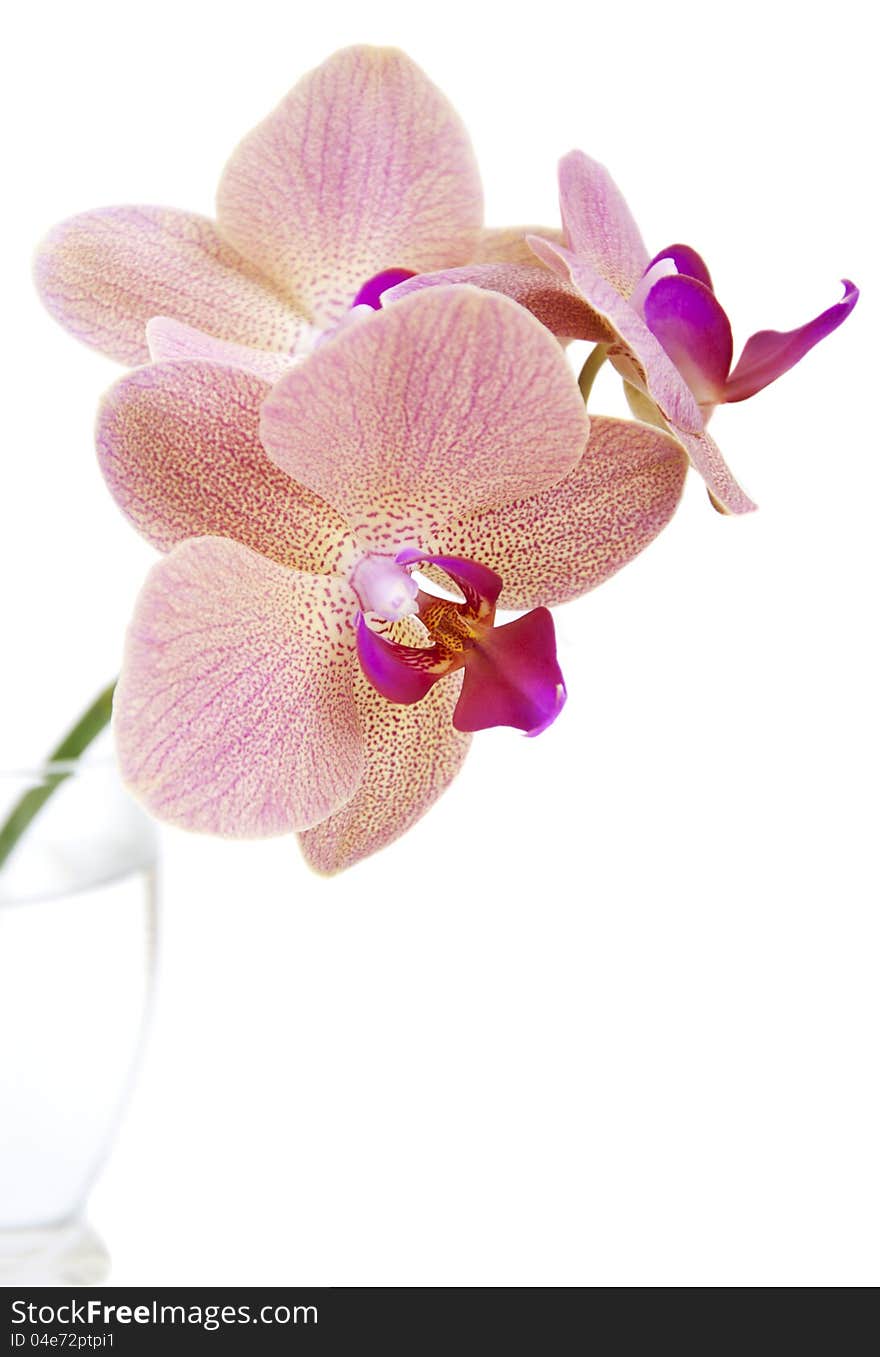 Pink orchid