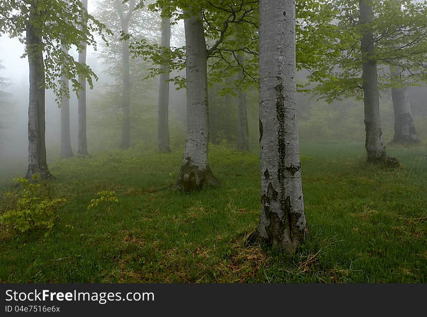 Beechwood with fog in backcloth.