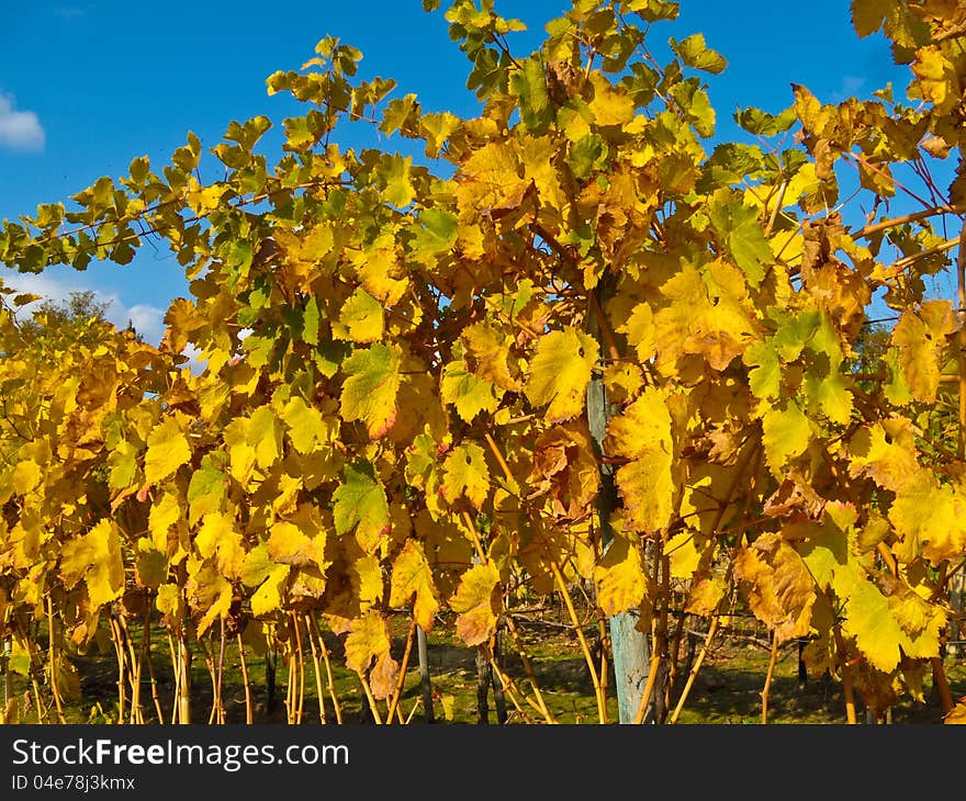 Vineyard with colored leaves in late afternoon hours. Tuscany, Chianti zone, Italy. Vineyard with colored leaves in late afternoon hours. Tuscany, Chianti zone, Italy