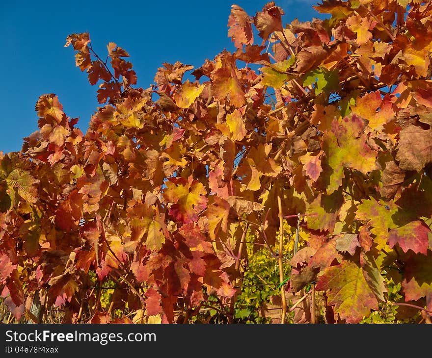 Red vineyard foliage