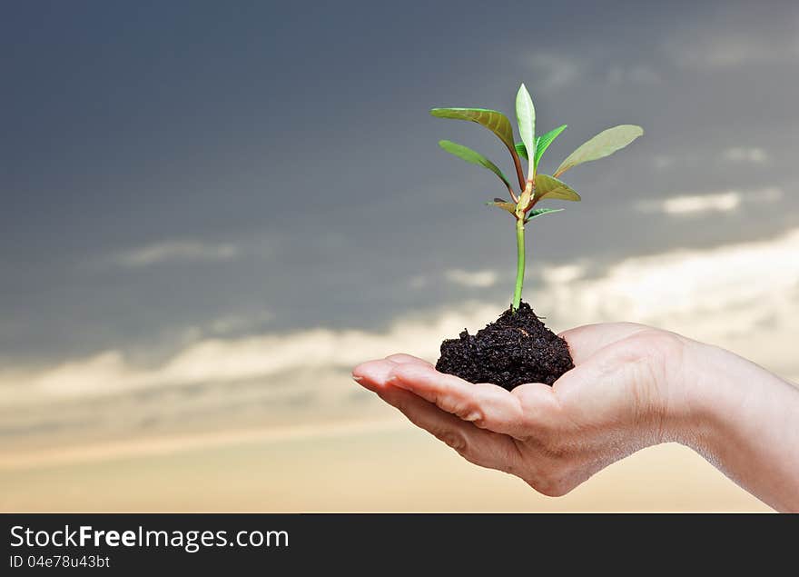 A Hand holding a small plant