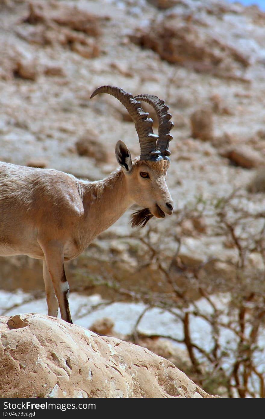 Ibex and bird at ein gedi near the dead sea israel. Ibex and bird at ein gedi near the dead sea israel