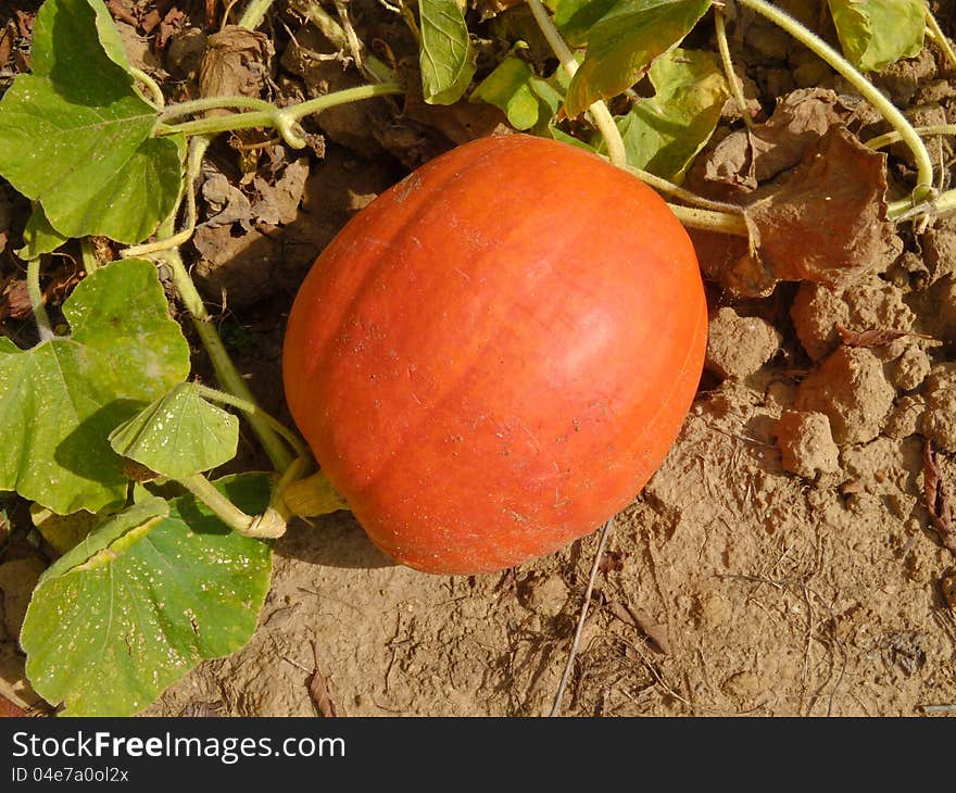 A view of a small pumpkin, still on the vine in the garden, ready for harvest. A view of a small pumpkin, still on the vine in the garden, ready for harvest.